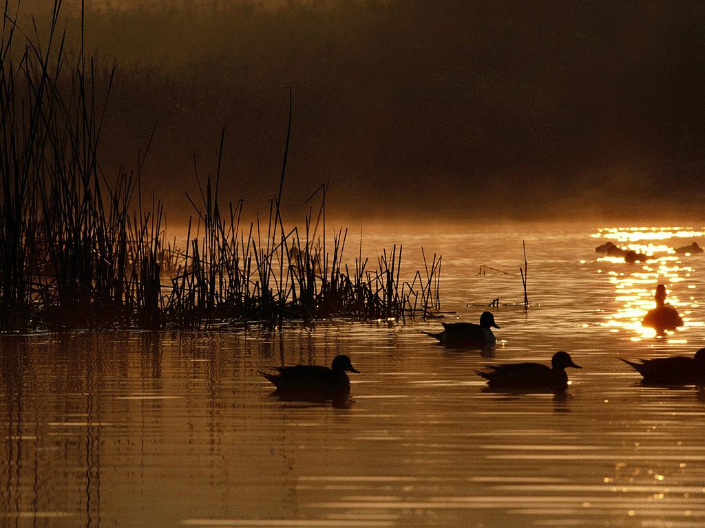 Wetlands and Waterfowl